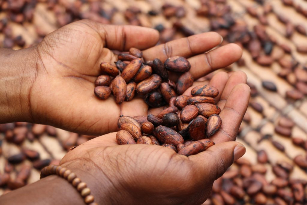 Drying the cocoa beans before being crushed - Photo by Etty Fidele